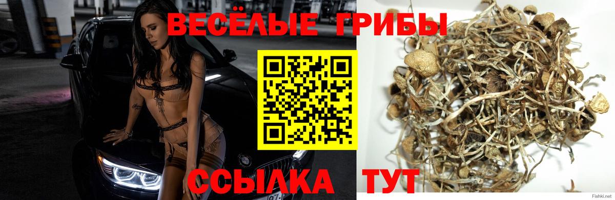 Галлюциногенные грибы MAGIC MUSHROOMS  Вход с VPN  Юрга 